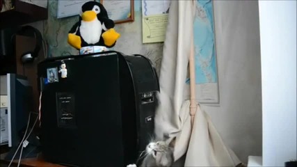 Котка срещу Dvd Записвачка !
