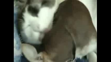 Влюбени котка и куче