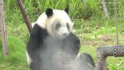 Панда показа как най-сладко се похапва бамбук (ВИДЕО)