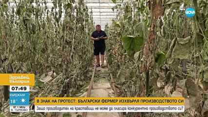 Български фермер нахрани кравите си с краставиците си в знак на протест срещу неконкурентоспособните цени