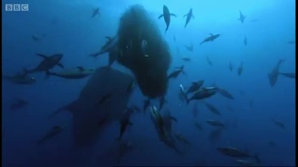 Китова Акула: Планетата Земя - Bbc