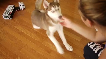 Laika learns _shake__ - Siberian Husky Puppy