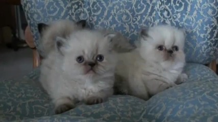 Три сладки пухкави котенца 