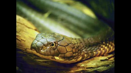 Varvarski Snakes