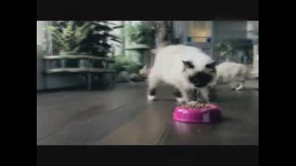 Реклама на  котешка храна