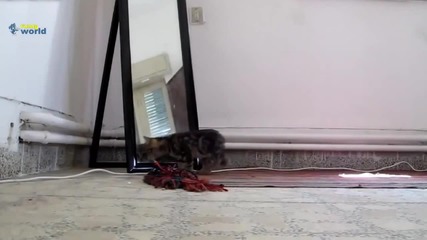 Компилация Смях - Funny Cats Compilation 2015