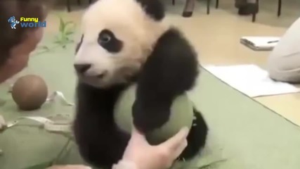 Компилация Смях - Cute Animal Videos Compilation 2015