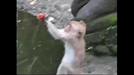 Planet Earth - Great White Shark Jump (22) 