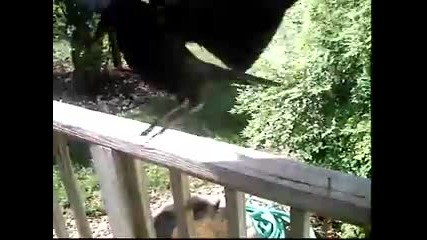 Pet Crow 