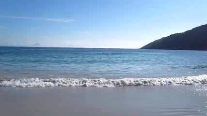 Делфини опитват самоубийство на бразилски плаж