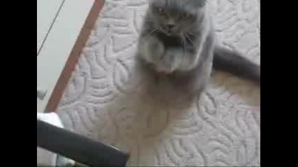 Още Една Танцуваща Котка
