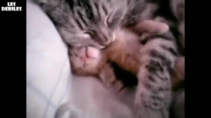 Мама котка гушка бебчето си!