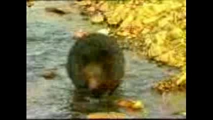 Хималайска Мечка