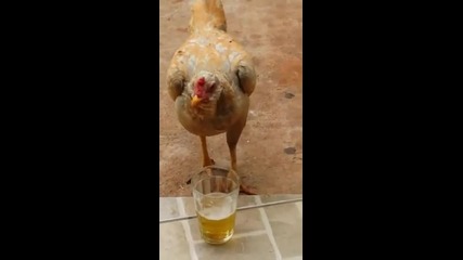 вижте как кокошка пие бира смях