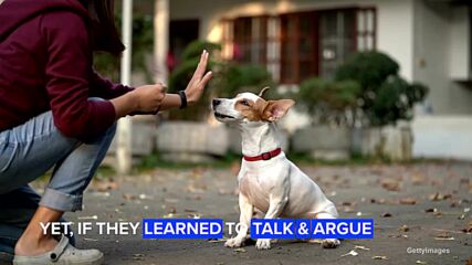 Imagine pets could talk  to humans