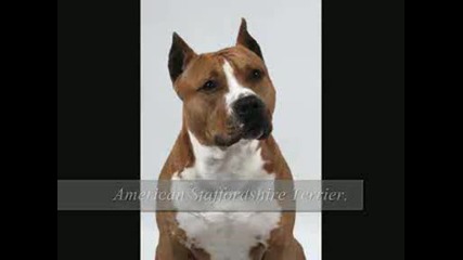 American Pit Bull