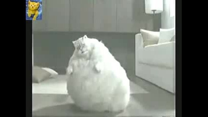 Дебелата котка играе аеробика 