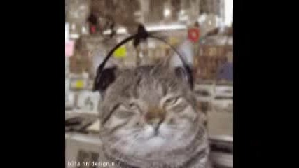 Котки Слушат Различни Типове Музика *смях*