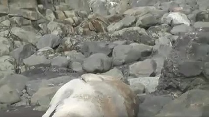 Penguin Jumps On Sea Lion On Accident