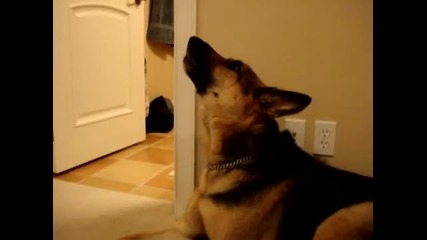 Roy the German Shepherd Finally Howls