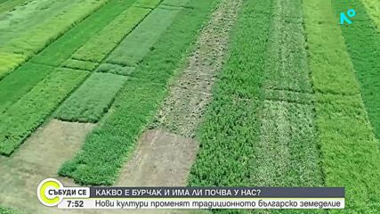 Бурчак и шафранка – непознатите култури, които променят земеделието ни