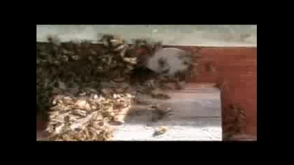 Хващане на рояк пчели