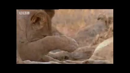 Lions return to the pride - Bbc wildlife 