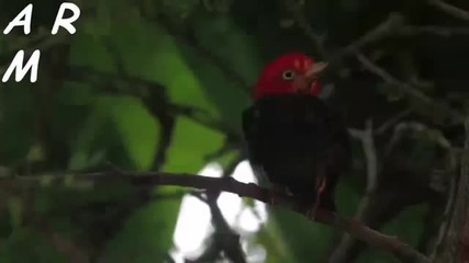 Wonderful Chill Out New Age Instrumental Flute Music Cusco Galapagos