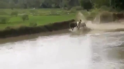 Сърф на крави!