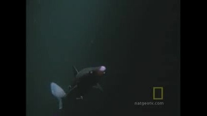 Октопод Убива Акула 