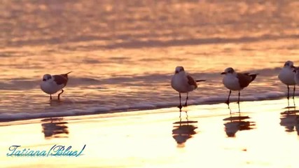 Chris Spheeris - Eros