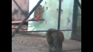 03.11.2011 zoo