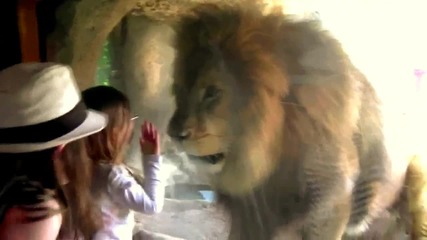 Лъв се опитва да изяде малко момиченце.