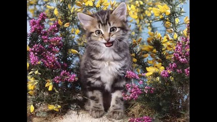 Чело коте книжки