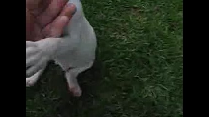 Bull Terrier Puppies - White Bull