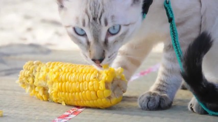 Тайландски котки Корат обичат царевица / 2