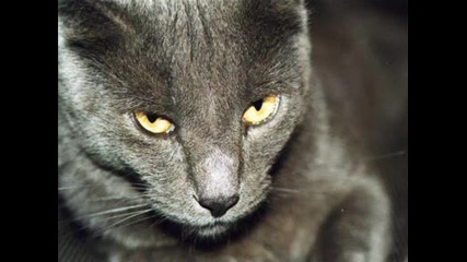 Sadaja