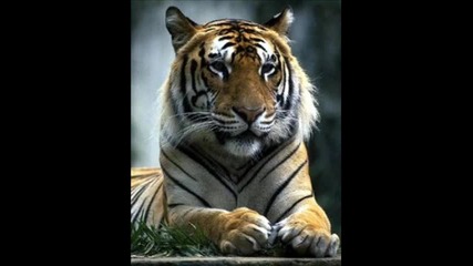 Tiger pictures
