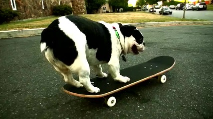 ! (x) Куче и скейтборд (x) ! 