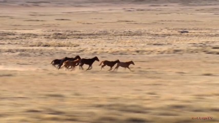 Horses - majestic beauty, grace and power