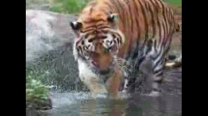 Тигър Си Играе В Водата