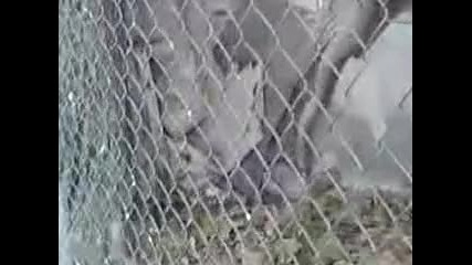 Как се дразнии Куче !