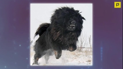 Най - скъпото куче в света Тибетски Мастиф (1.5 Million $)