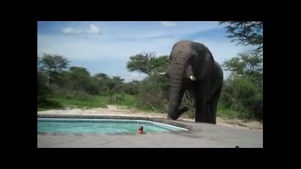 Слон на гости при съседа