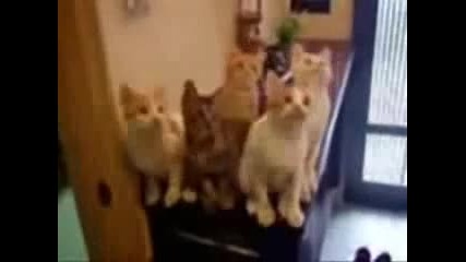 Смешно видео 