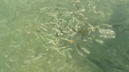 Рибки кълват на солетки