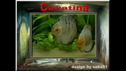 Cavatina