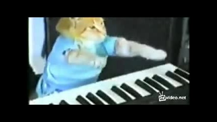 Нокаут по маймунски
