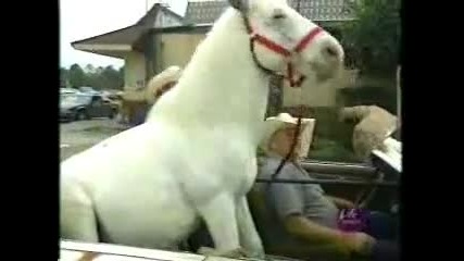 horse ride car 