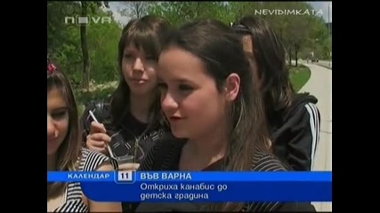 К`ва Случка! - Детска Градина В Близост До 1 Декар Канабис!